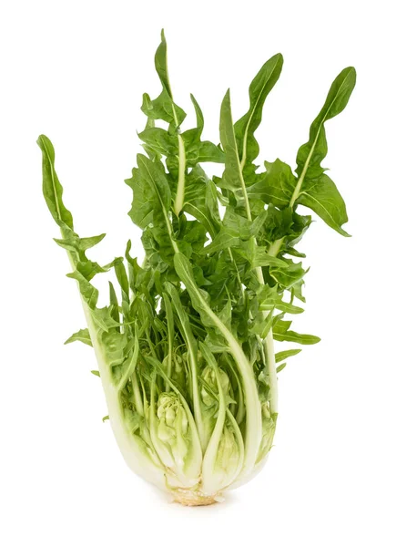 Fresh  puntarelle chicory — Stock Photo, Image