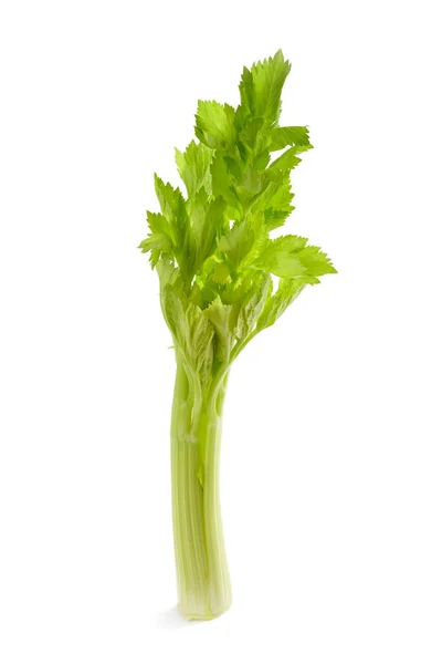 Fresh celery stalk — Stock Photo, Image