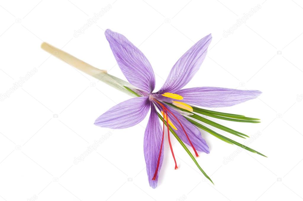 Saffron flower isolated