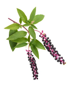 Pokeweeds (phytolacca americana)