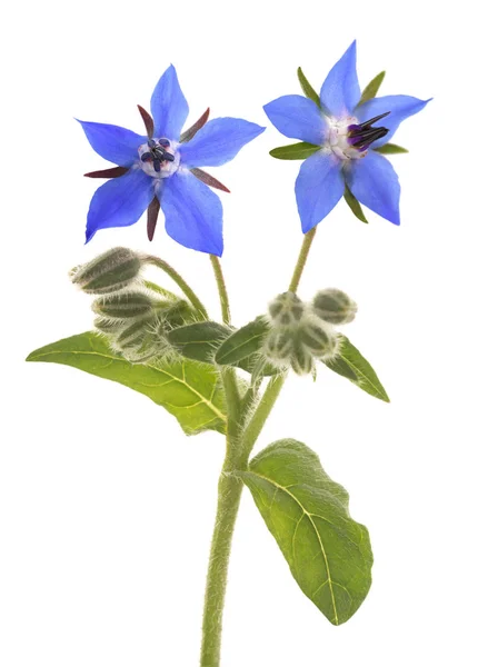 Borragine (Borago officinalis ) — Foto Stock