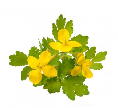 kırlangıçotu (chelidonium majus)