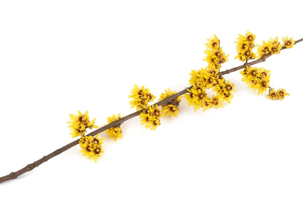 Flores de Wintersweet ou Chimonanthus — Fotografia de Stock