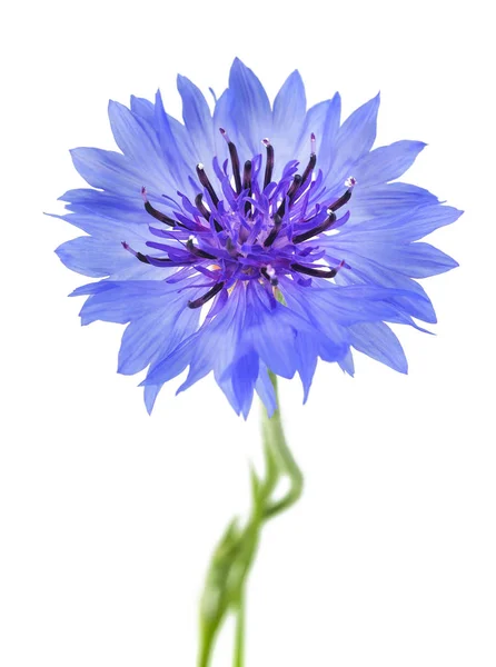 Mavi Peygamber Çiçeği (Cyanus segetum) — Stok fotoğraf