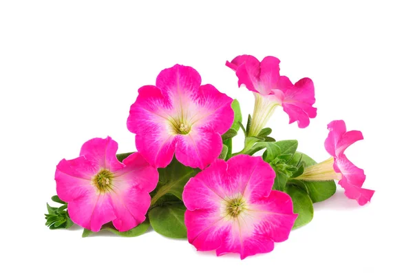 Roze surfinia bloemen — Stockfoto