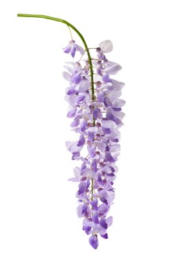 izole wisteria çiçekler