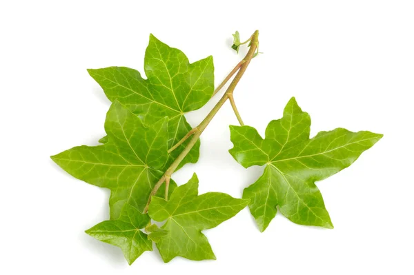 Verse Ivy takje — Stockfoto