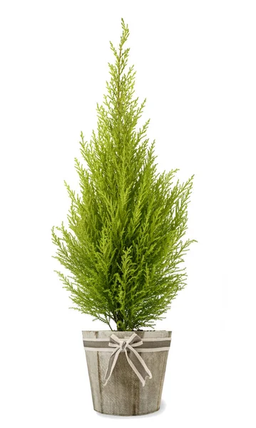 Cypress plant in vase — Stock Photo, Image