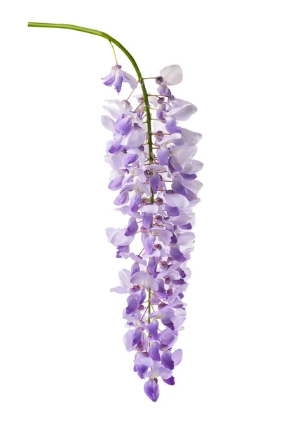 Flores wisteria isolado — Fotografia de Stock