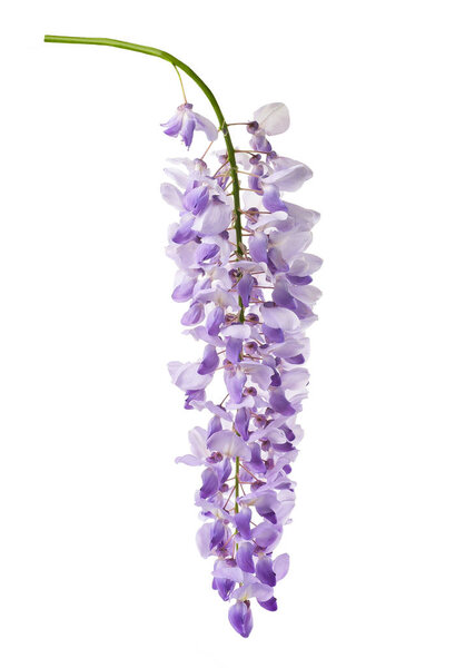 wisteria flowers isolated