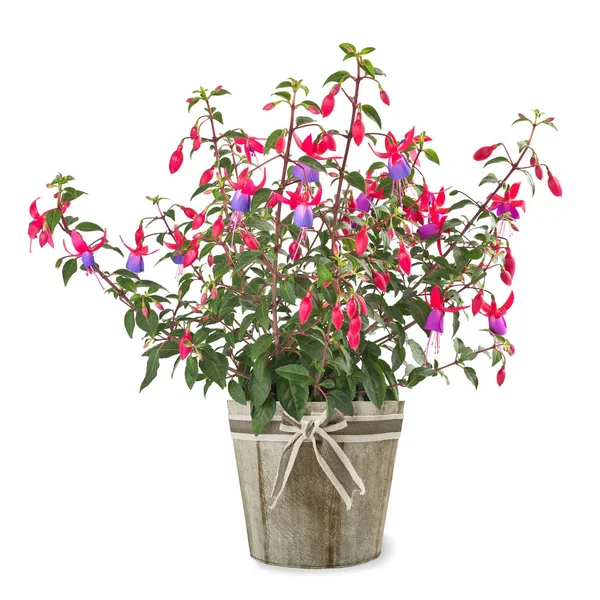Fuchsia-Pflanze in der Vase — Stockfoto