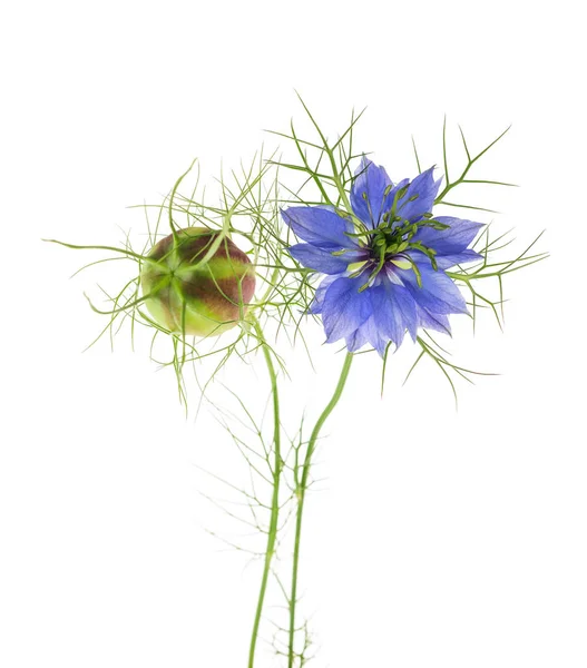 Czarny kminek (nigella sativa ) — Zdjęcie stockowe