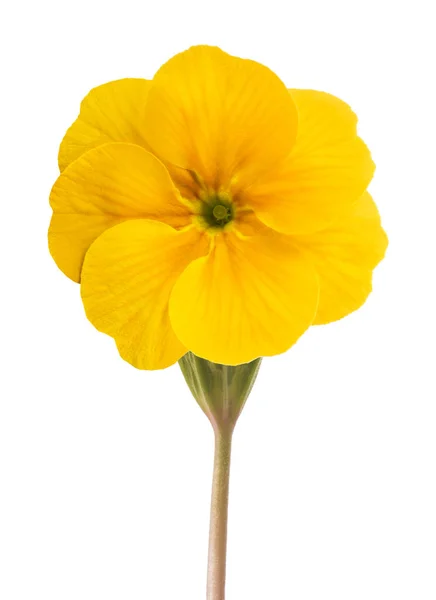 Gele primrose bloem — Stockfoto