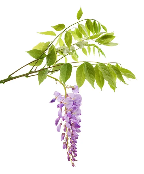 Wisteria şube çiçekli — Stok fotoğraf