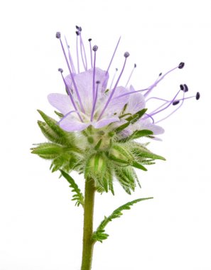 dantelli phacelia (phacelia tanacetifolia)