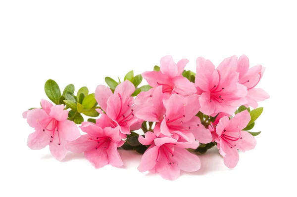 Azalea's bloemen geïsoleerd — Stockfoto