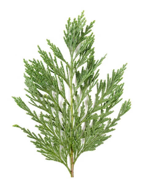Cypress branch isolated — Stock Photo, Image