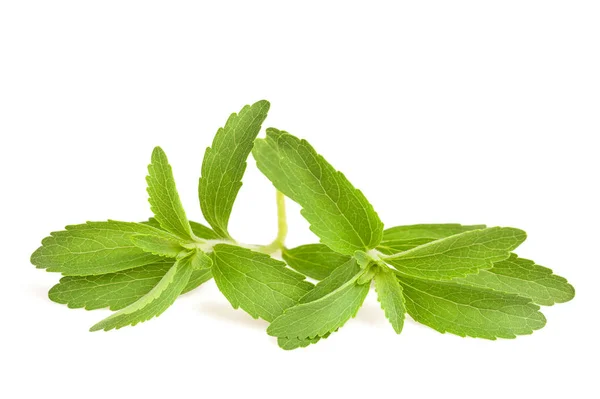 Растения Stevia rebaudiana — стоковое фото
