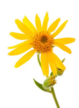 Arnica montana flower clipart