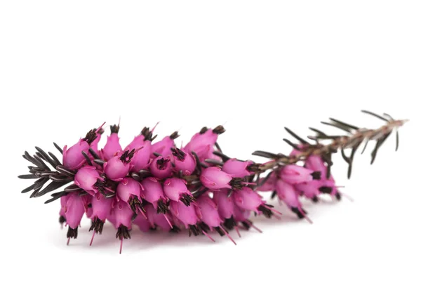 Хізер пурпурні квіти — стокове фото