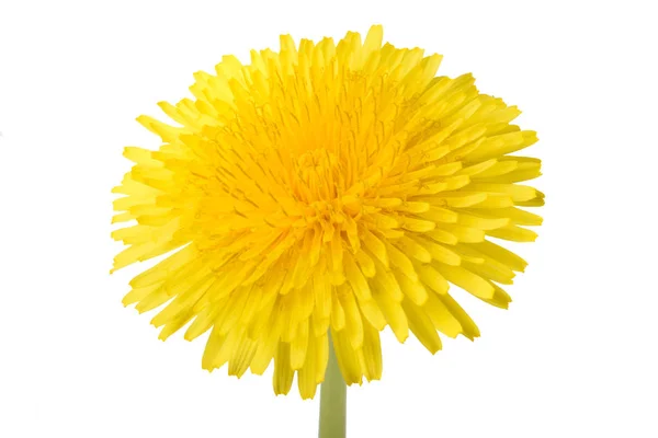 Pampeliška květin, samostatný — Stock fotografie