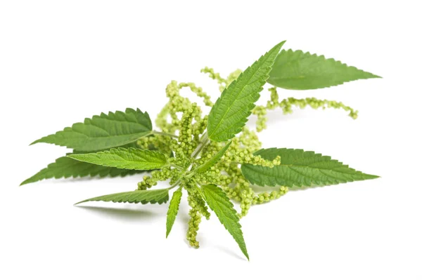 stock image Nettle with flowers