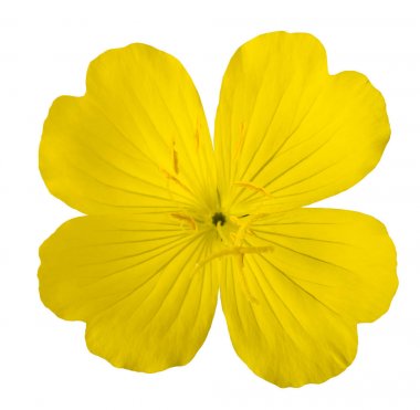 İyi akşamlar çuha çiçeği (Oenothera biennis)