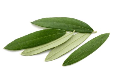 Taze zeytin yaprağı