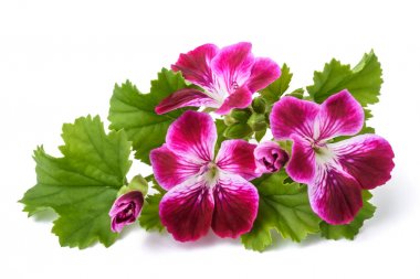 Itır grandiflorum Imperial