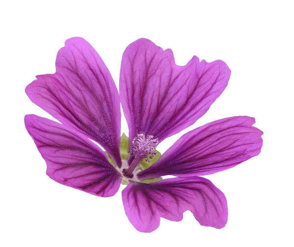 Mallow (Malva Sylvestris) — Stockfoto