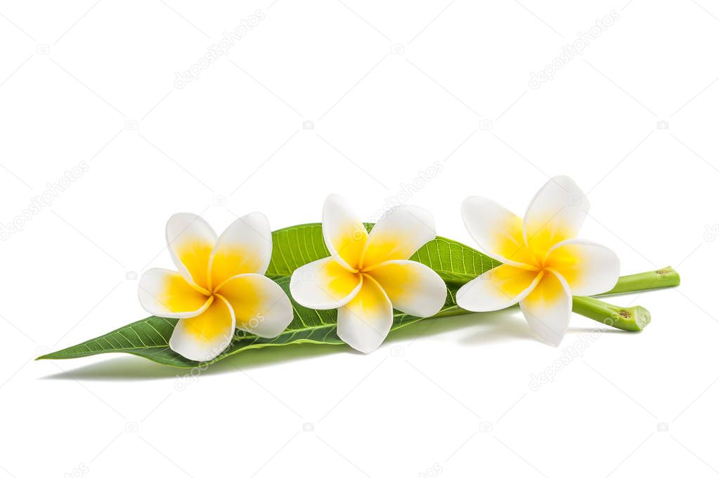 Frangipani flowers and leaves