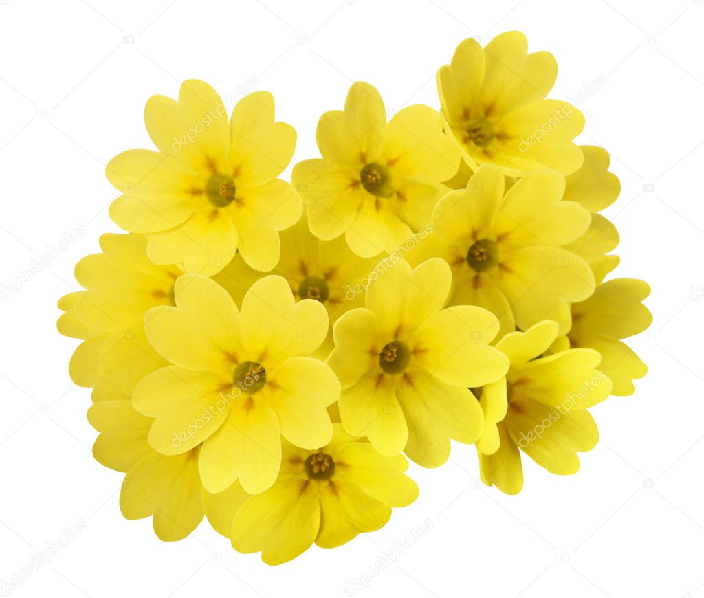 Yellow Primrose flowers