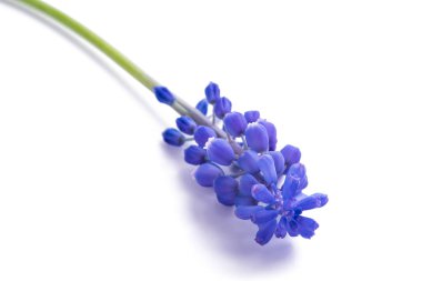 Muscari (üzüm sümbül)