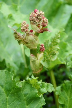 Ravent (Rheum rhabarbarum) 