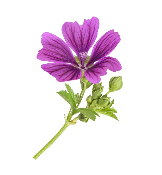 Mallow plant met bloem — Stockfoto