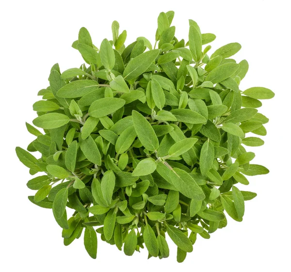 Salvia (Salvia officinalis) — Stockfoto