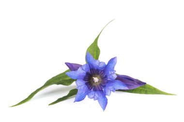 Gentiana (söğüt centiyana )