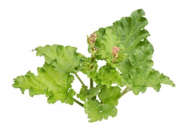 Ravent (Rheum rhabarbarum)