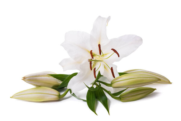 White lily flower