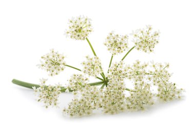 Angelica archangelica çiçekler