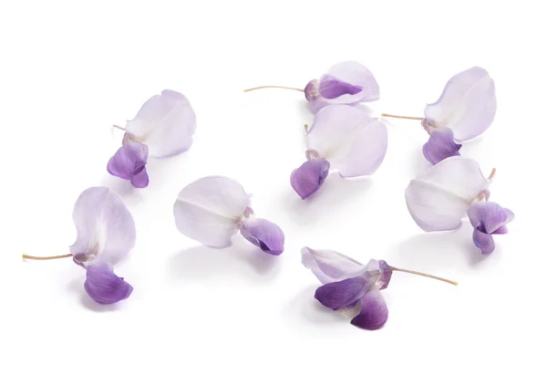 Цветы wisteria изолированы — стоковое фото