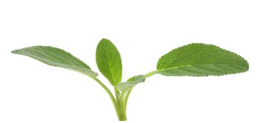 Taze adaçayı fışkın