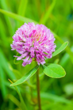 Kırmızı yonca (yonca pratense)