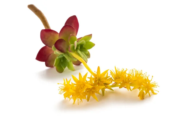 Sedum palmeri flowers — Stock Photo, Image