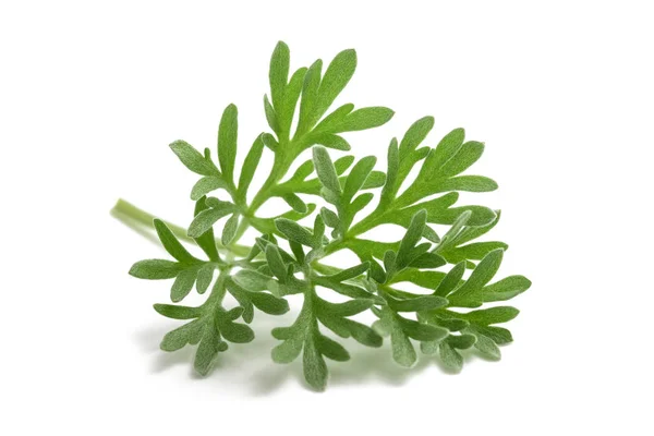 Malört Artemisia absinthium — Stockfoto