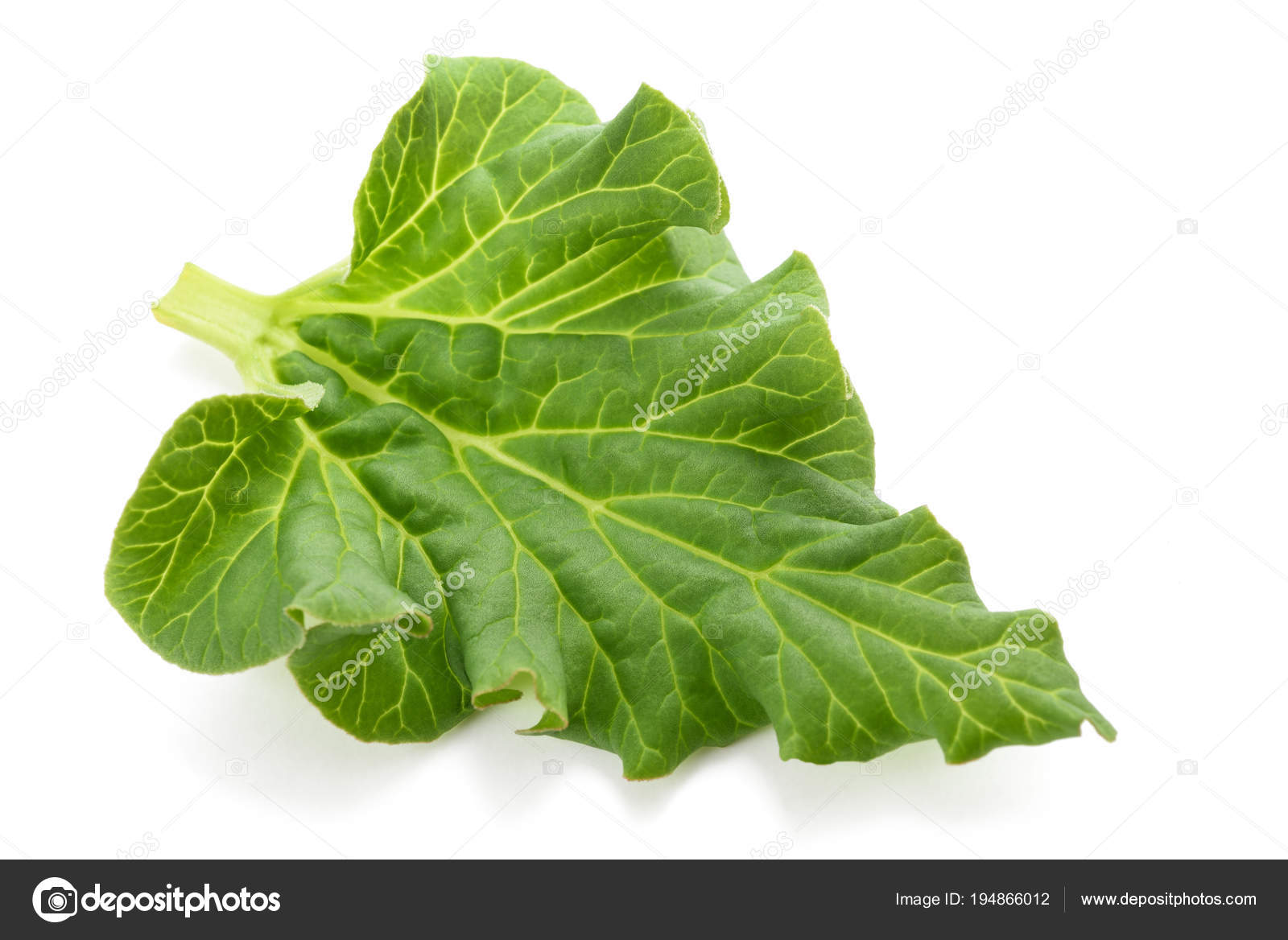 Feuille de rhubarbe fraîche — Photographie scis65 © #194866012