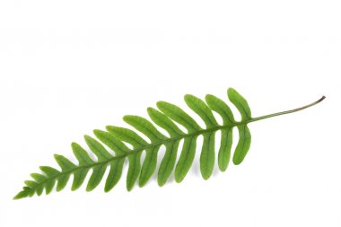 Taze fern Bahar Dalı