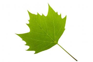  Çınar yaprağı