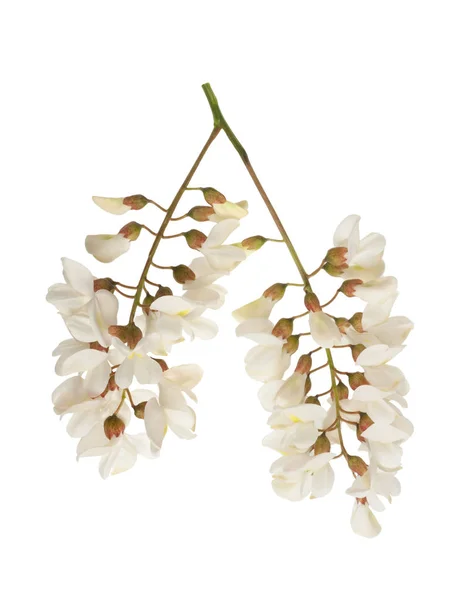 Valse Acacia bloemen — Stockfoto