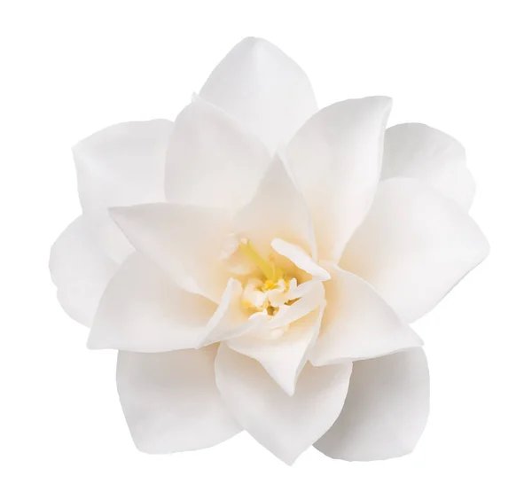 Beyaz kamelya çiçeği — Stok fotoğraf